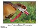 Egyptian goose Alopochen aegyptiacus